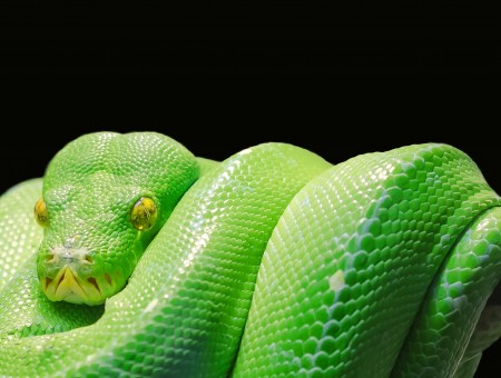 Green Skin Snake In A Brown Stick