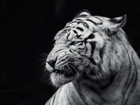 Close Photography Of White Tiger