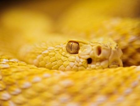 Yellow Pit Viper