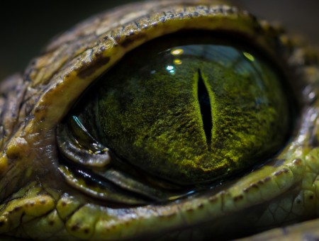 Green Reptile Eye