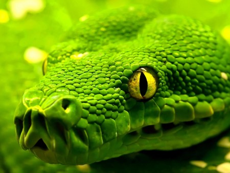 Green Snake With Yellow Eye