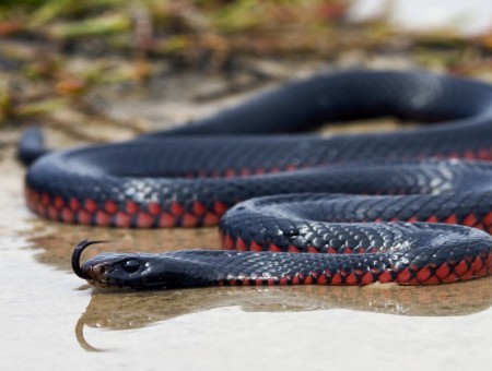 Black And Red Snake