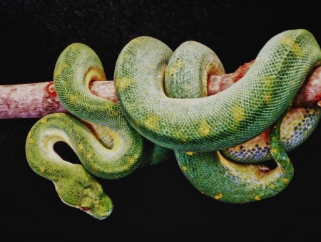 Green And Yellow Snake On Brown Tree Branch