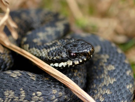 Gray And Black Snake In Green Grassfield During Daytime