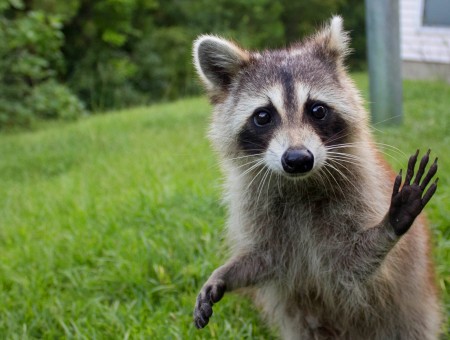 Brown Grey Raccoon Standing On Green Grass During Daylight