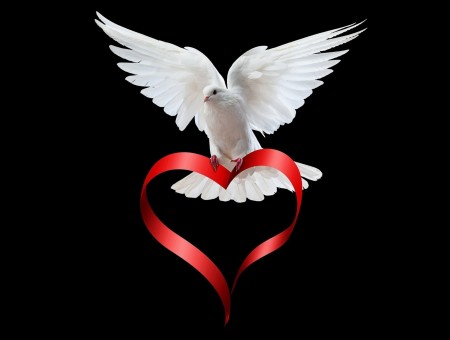 White Dove Bird Carrying Red Heart Shape Ribbon