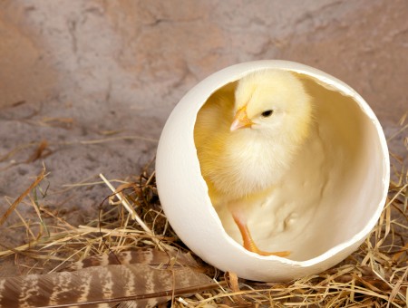 Yellow Chick Inside White Shell