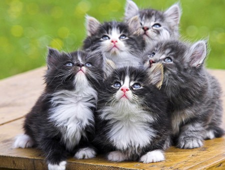 5 Kittens Looking Up