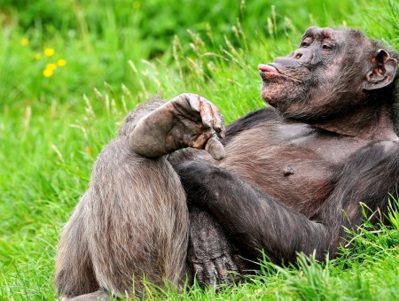 Black Brown Chimpanzee On Green Grasses During Daytime