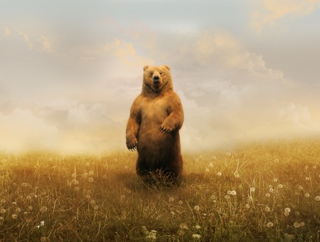 Bear Standing In A Flower Plain During Daytime