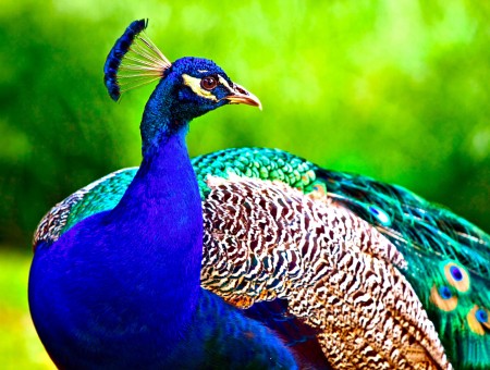 Blue Green And Yellow Peacock