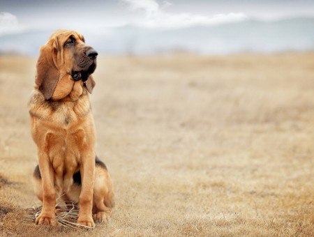 Black Tan Bloodhound Sitting On Field