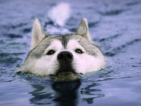 Grey White Siberian Husky Drowning In Water