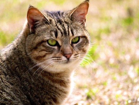 Brown Tabby Cat On Green Grassfield