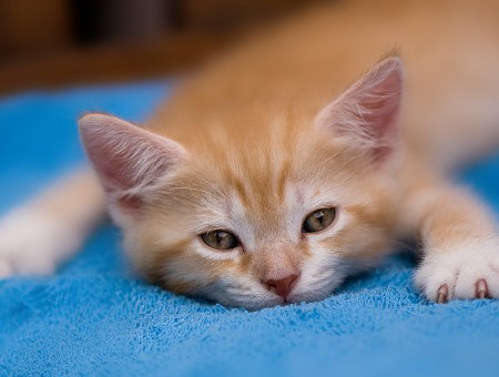 Orange Tabby Kitten Lying On Blue Textile