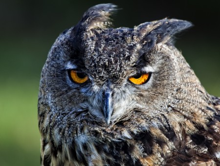 Gray Owl Close Up View