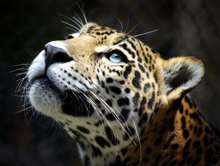 Beige Black Cheetah Looking Upwards During Daytime