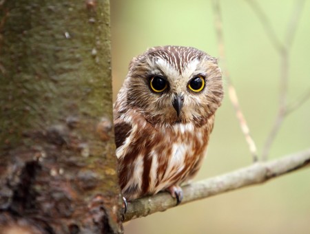 White And Brown Owl On The Branch Of A Tree In Close Up Photography
