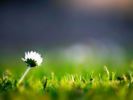White Daisy Flower Surrounded By Grass During Daytime