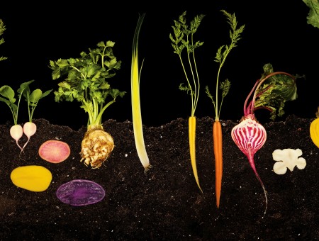 Different Types Of Root Crops Illustrations