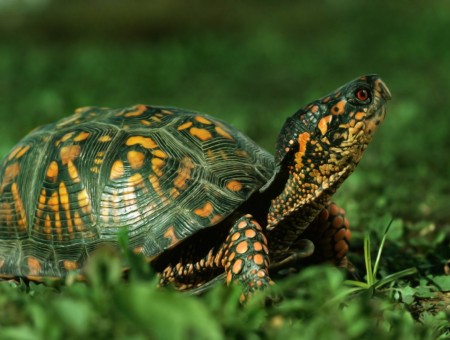 Brown And Black Turtle Walking On Grass Field In Close Up Photography During Daytime