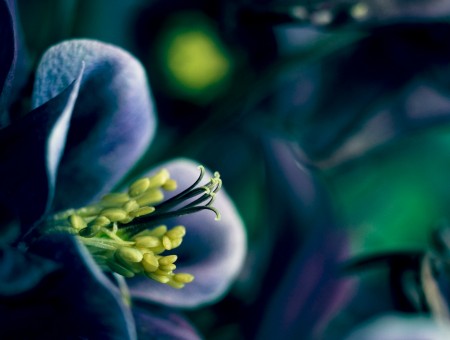 Purple Flower With Yellow Pollen