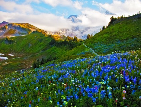 Blue Flower Near The Mountain
