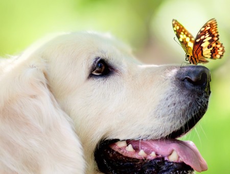 Butterfly Perched On White Labrador Retriever's Nose