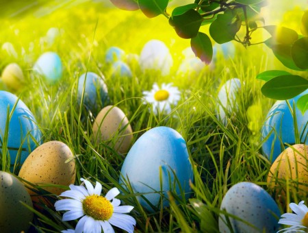 Easter Eggs In Field