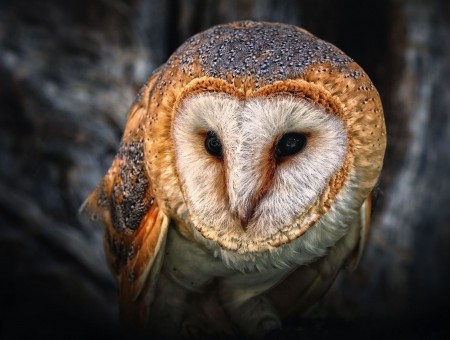 Brown And White Owl