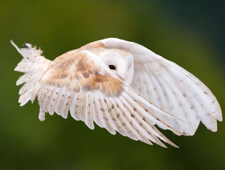 Brown And White Grass Owl Flying During Daytime
