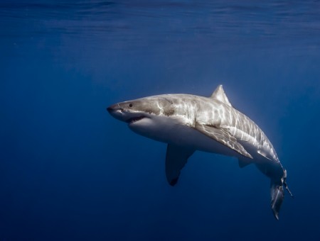 Great White Shark Swimming In The Middle Of The Ocean