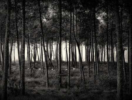 Forest On A Gray Scale Photo