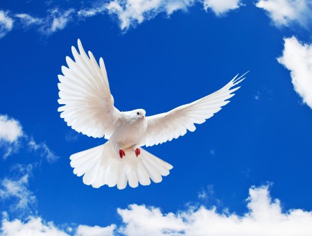 White Bird Flying Under Blue Sky During Daytime