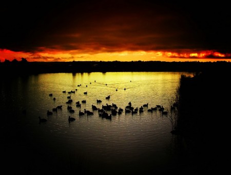 Ducks in the Lake