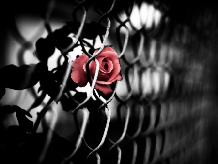Red Rose In Chain Link Fence Selective Color Photography