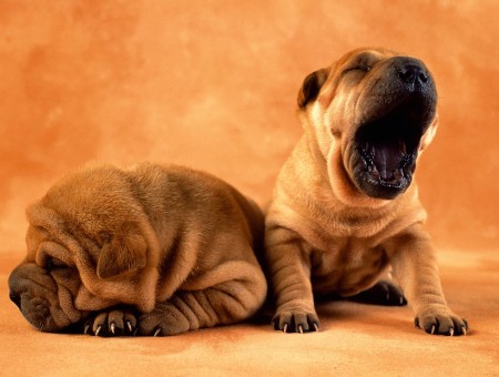 Brown Puppy Sleeping Beside A Puppy Yawning