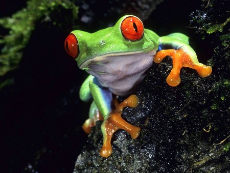 Green Orange Red And White Frog On Black White And Green Stone