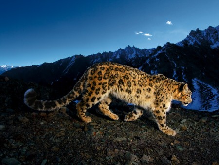 Leopard Under Blue Sky
