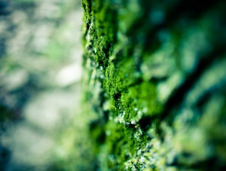 Green Moss During Daytime In Selective Focus Photography