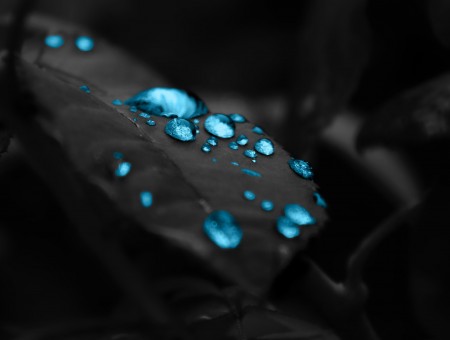 Selective Color Photography Of Blue Dew Drops On Leaf