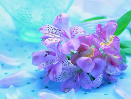 Purple Lilly Flower