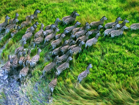 Bunch Of Black And White Zebras Running On Green Grass Field During Daytime