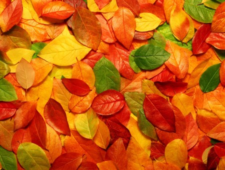 Green And Orange Leaves