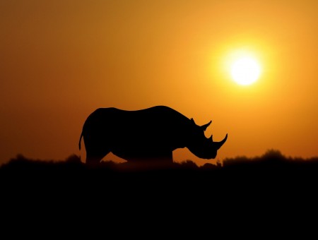 Rhino's Silhouette During Sun Set