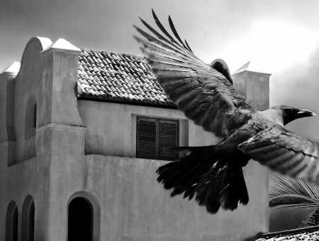 Blacka Bird Flying In Front Of An Ancient Building