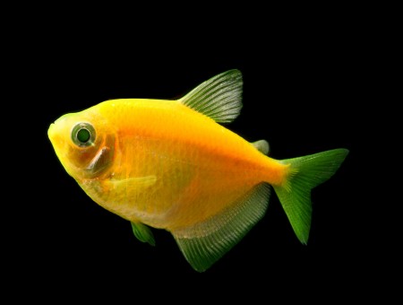 Yellow Green Medium Pet Fish