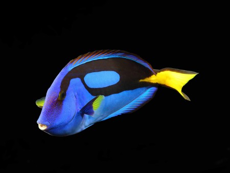 Blue Black And Yellow Fish