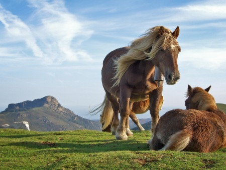 2 Horse In Field During Daytime