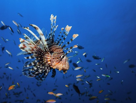Brown And Black Lionfish Near School Of Fish